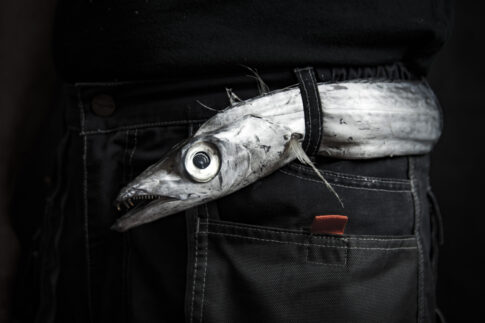 belt fish pesce cintura
